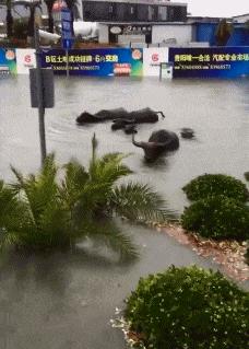 搞笑gif说出来你可能不信,搞笑gif真是令人窒息的操作