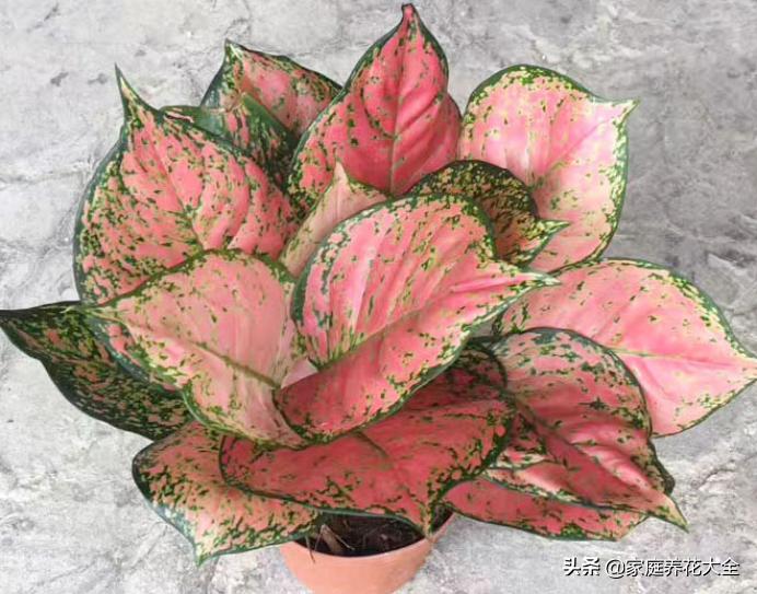 花叶红叶万年青,红叶万年青有什么品种