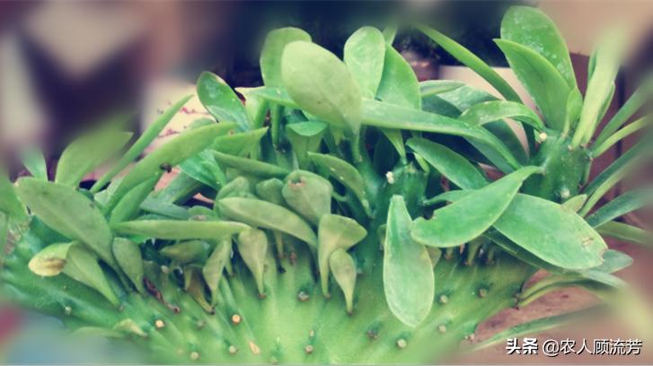 多肉植物不小心弄烂了怎么办,多肉植物有白毛病怎么办