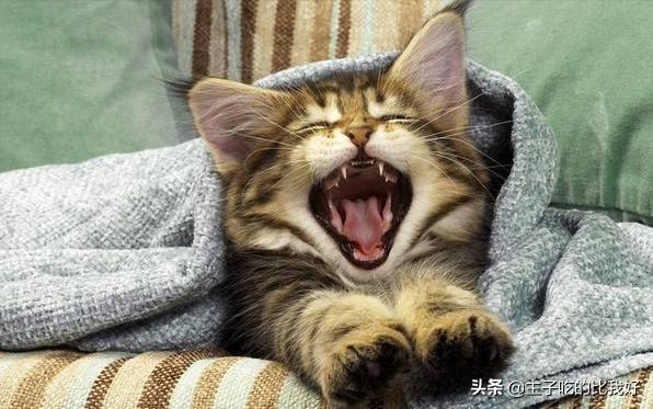 一只健康的猫咪,一只健康的猫和折耳猫