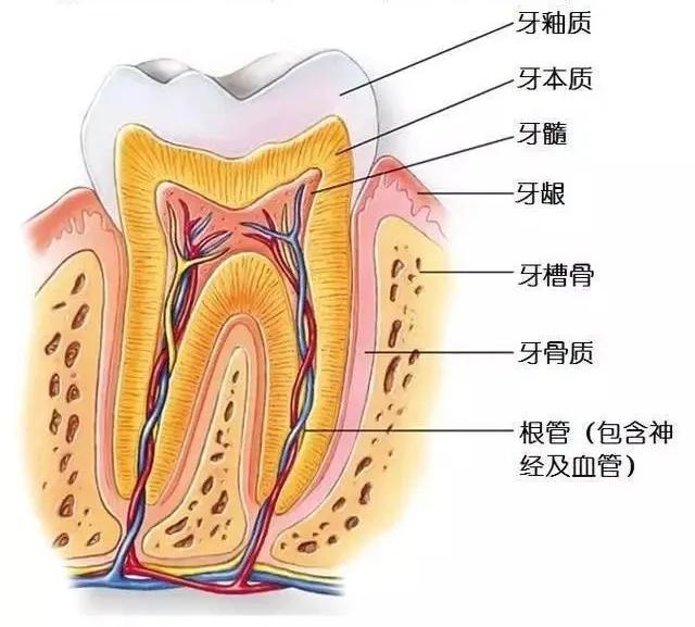 冷光美白牙齿危害亲身经历,牙齿美白科普篇
