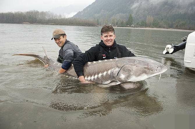 养殖鲟鱼骗局,中国养殖鲟鱼