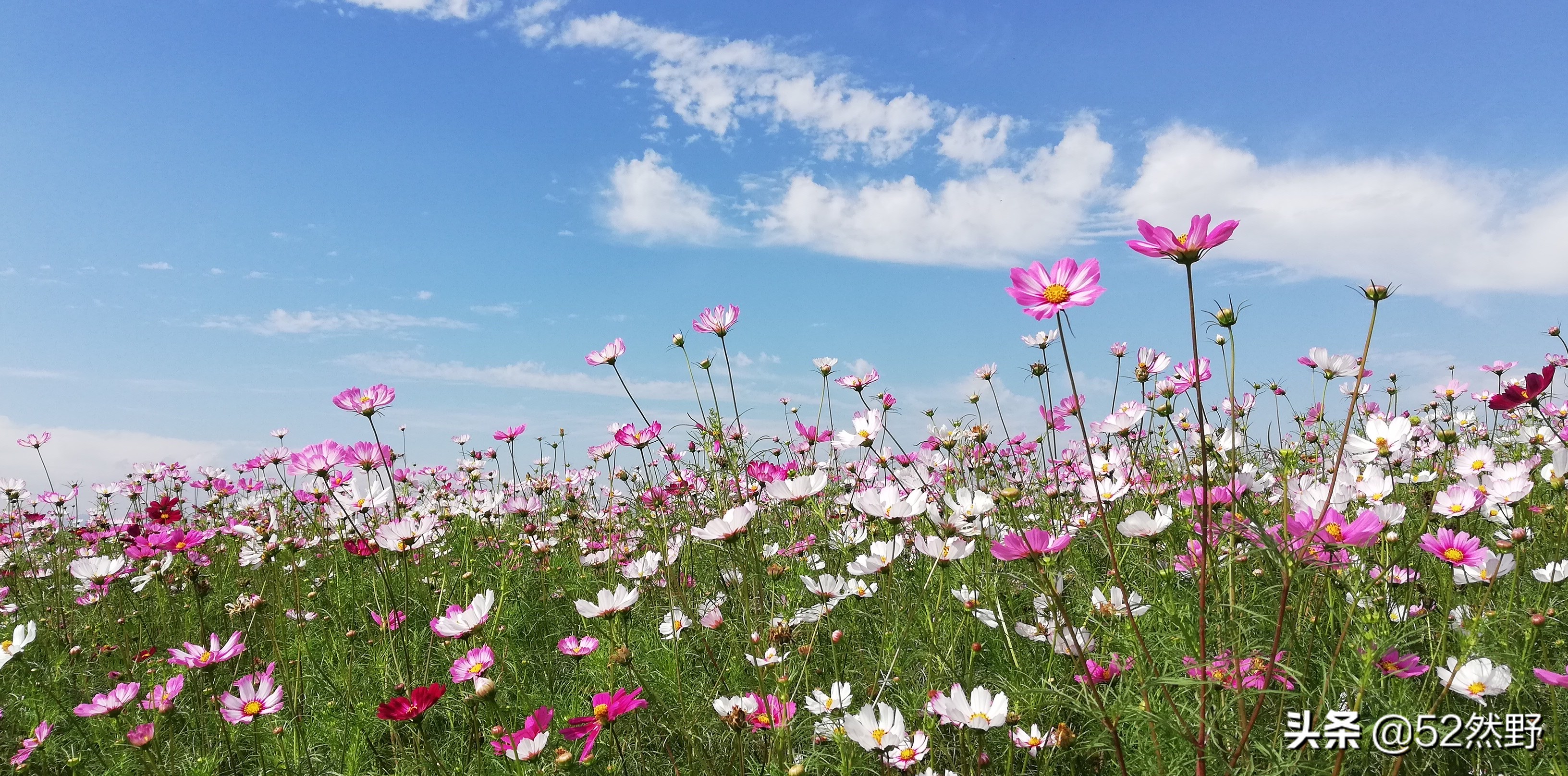 桑干河原唱完整版,桑干河诗句