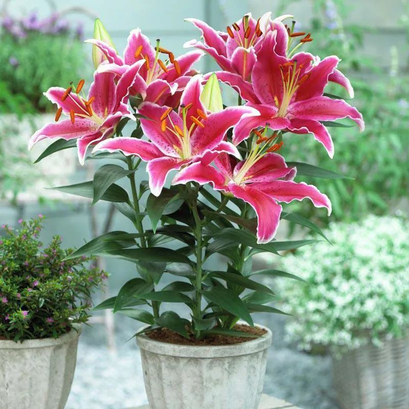 6种香味好闻又高级的花卉植物,4种花香味十足