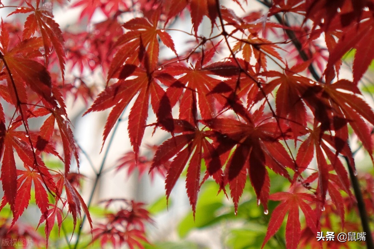 世说新语·咏雪译文,世说新语原文译文30篇