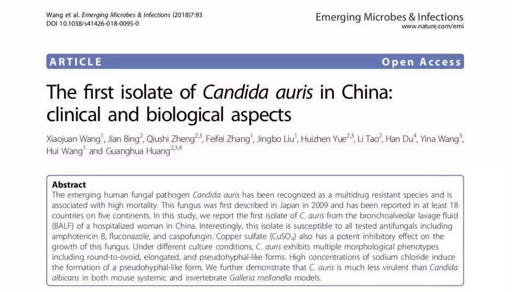 冀连梅|解读“致死率60%的超级真菌”是怎么一回事儿