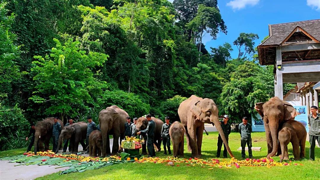 泼水节西双版纳开幕,西双版纳泼水节开幕