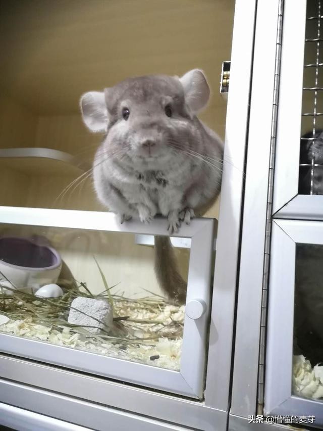 龙猫训练方法和注意事项,龙猫要准备哪些用品