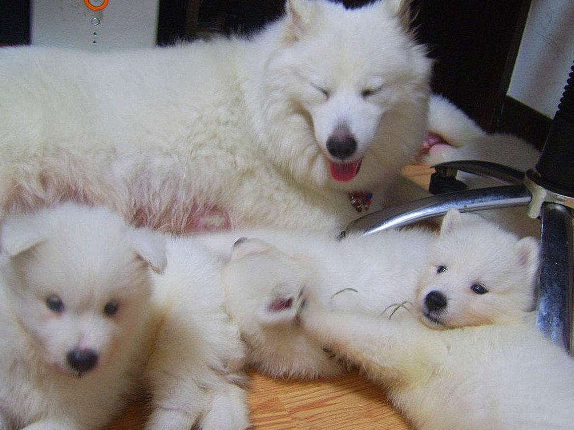 狗狗牙齿疾病怎么预防,狗狗换牙十大禁忌