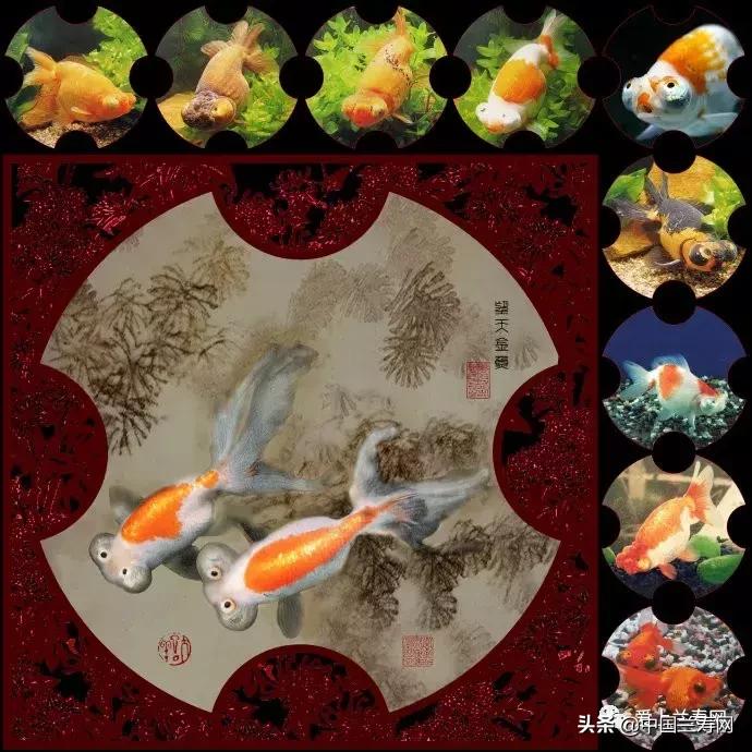 各种金鱼欣赏,金鱼鉴赏