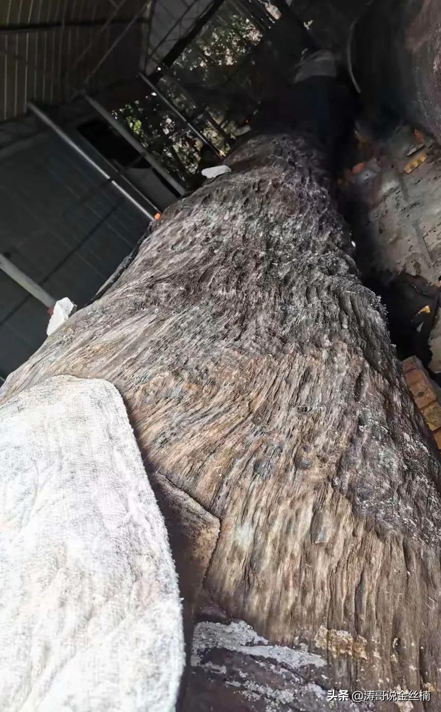 这是一根埋藏了6150年的木头