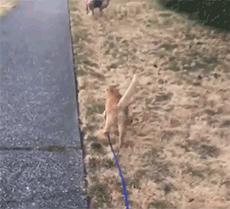 苦瓜脸的喵星人,苦瓜脸猫咪