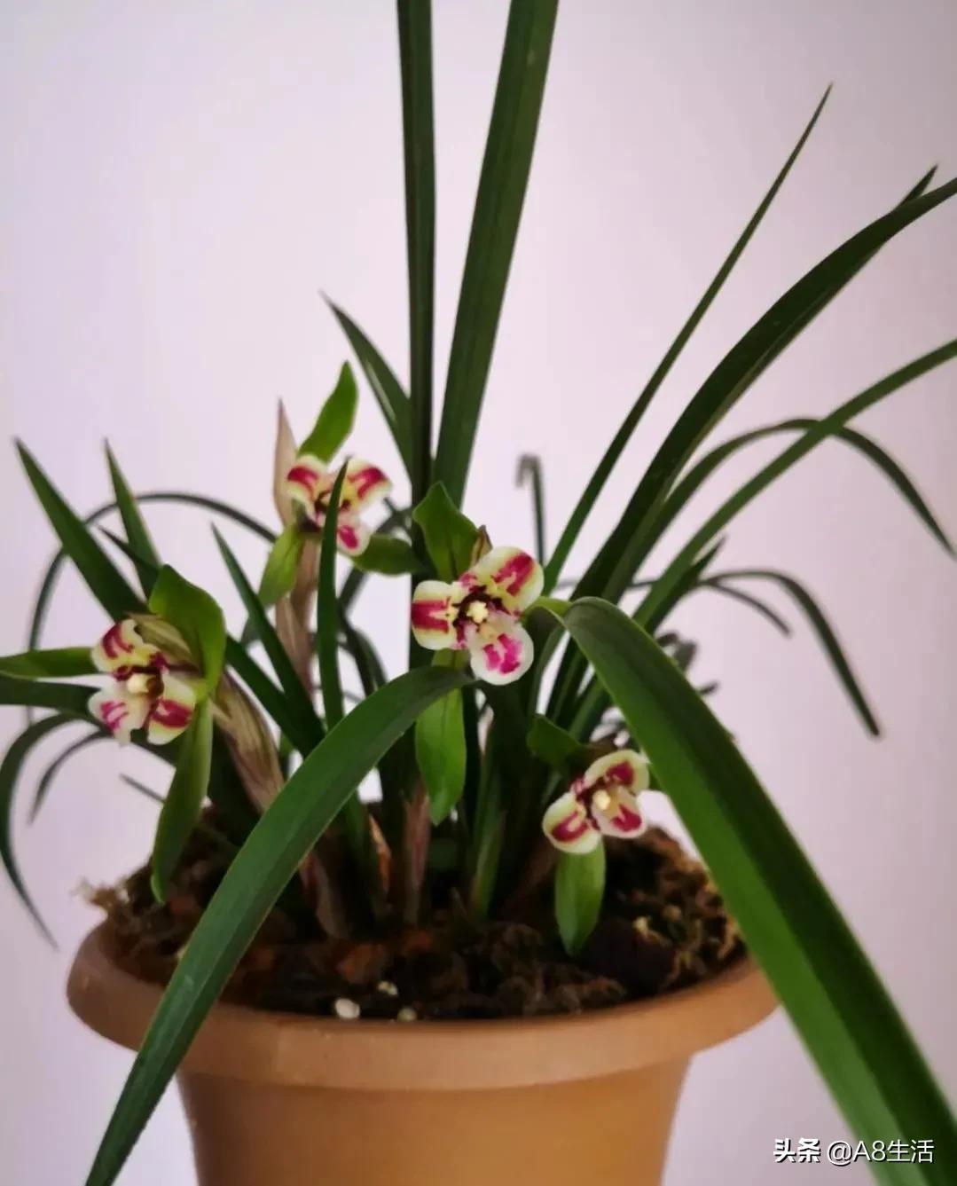 十月份兰花管理措施,兰花发新芽怎么养护