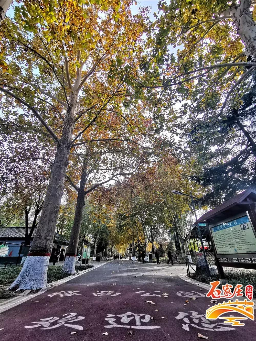 四十年前石家庄街景视频,石家庄40年