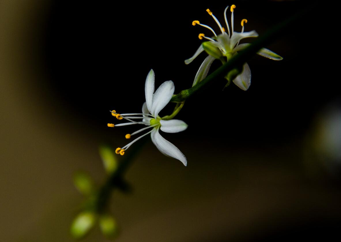 吊兰水培生活妙招,家庭盆栽吊兰的家养方法