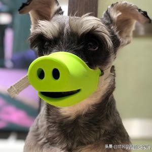 宠物口罩疫情,疫情期间宠物口罩