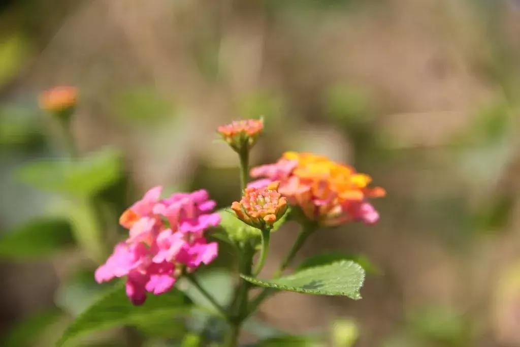 沉香好样的,沉香好看么