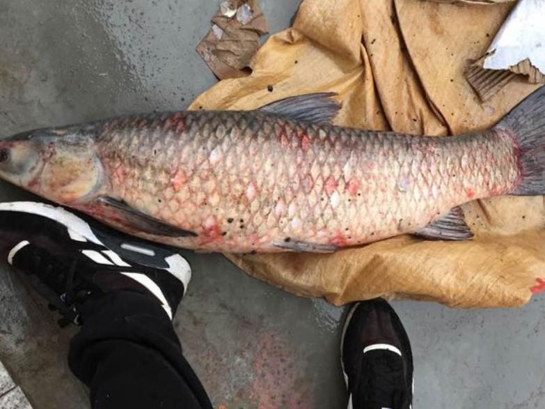 电鱼机有多厉害？一米多长几十斤大鱼瞬间翻白，小鱼活活电死