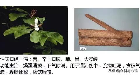 史上最全中草药图谱（附主治功效）（一）