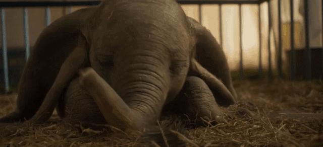 小飞象真实事迹,小飞象哭了全过程