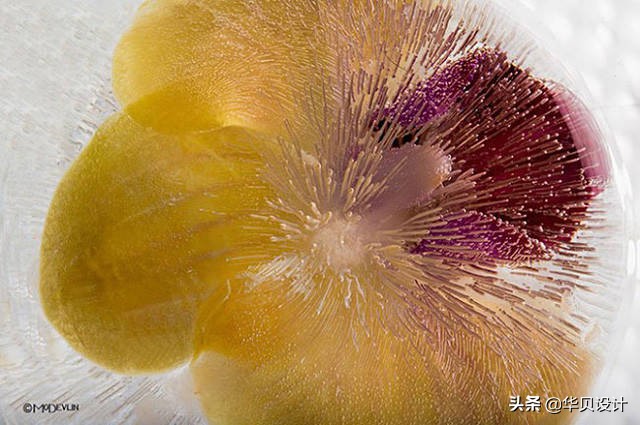 印觉艺景|你听说过冰冻花卉摄影吗？