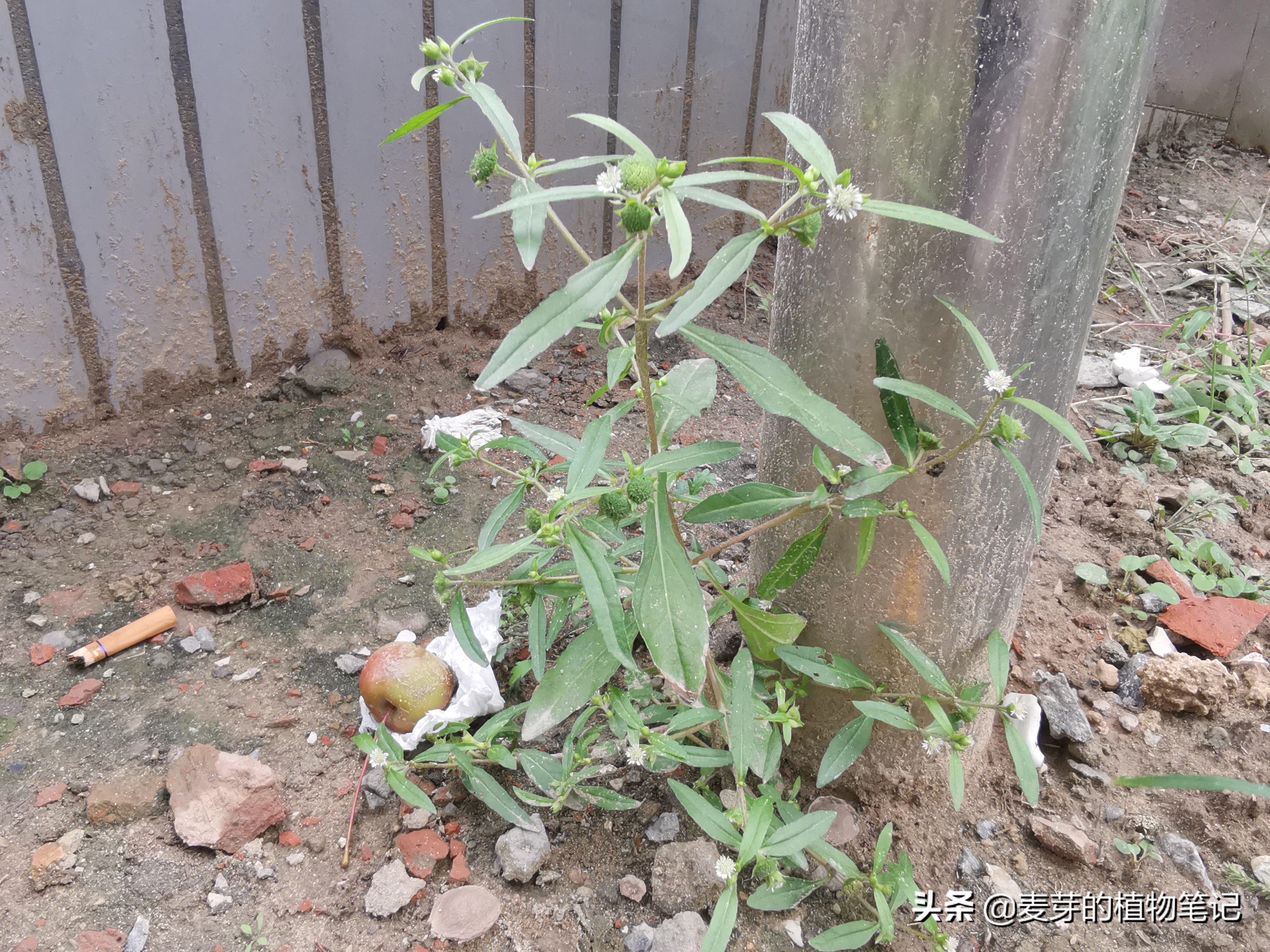 带动物名的植物,哪些动物的名字和植物的相近