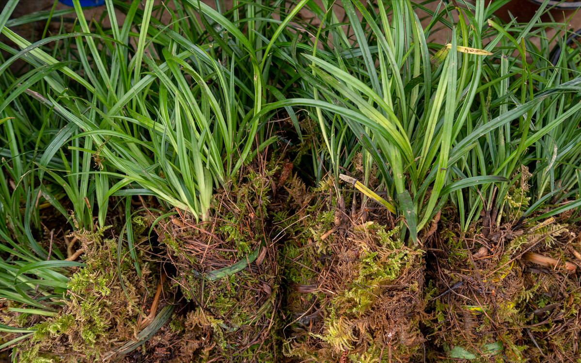 兰花属于保护植物为什么还有人挖,禁止兰花采挖的真正原因