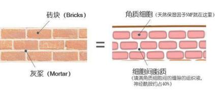 如何有效修复敏感肌,适合油性敏感肌的精华