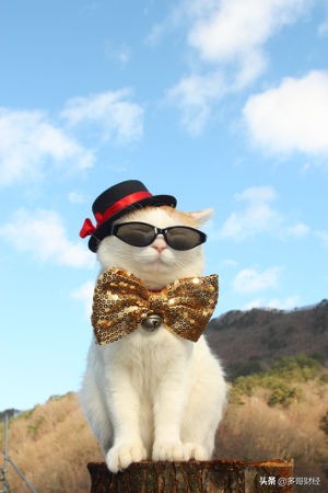 电力物联网趋势分析,热点概念龙头股一览表