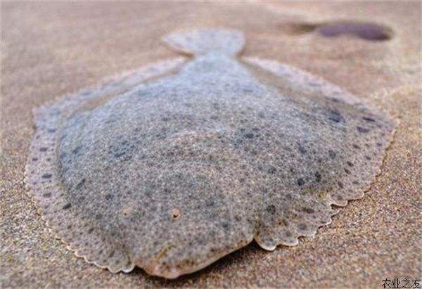 大菱鲆有哪些疾病,大菱鲆的病