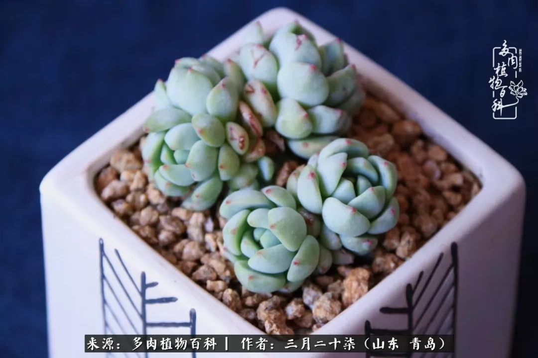 有多肉，有狗狗，给生活多一点惊喜