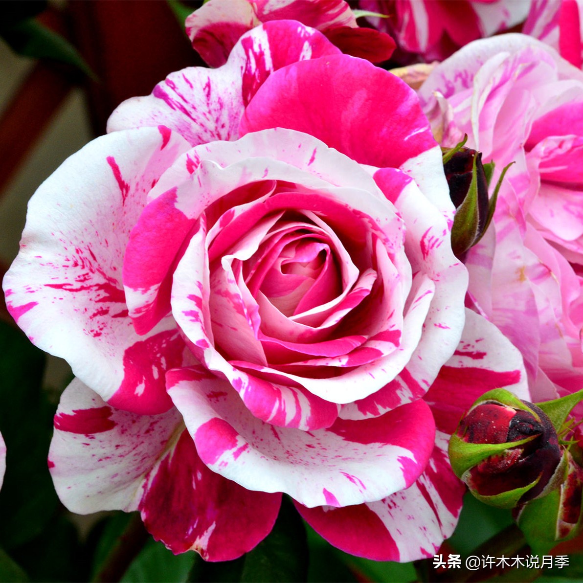 月季叶子掉光变成光杆了怎么回事？用这几招让你的月季满血复活