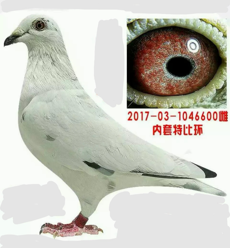 博鸽养鸽子教程视频,牧鸽人博博最新视频