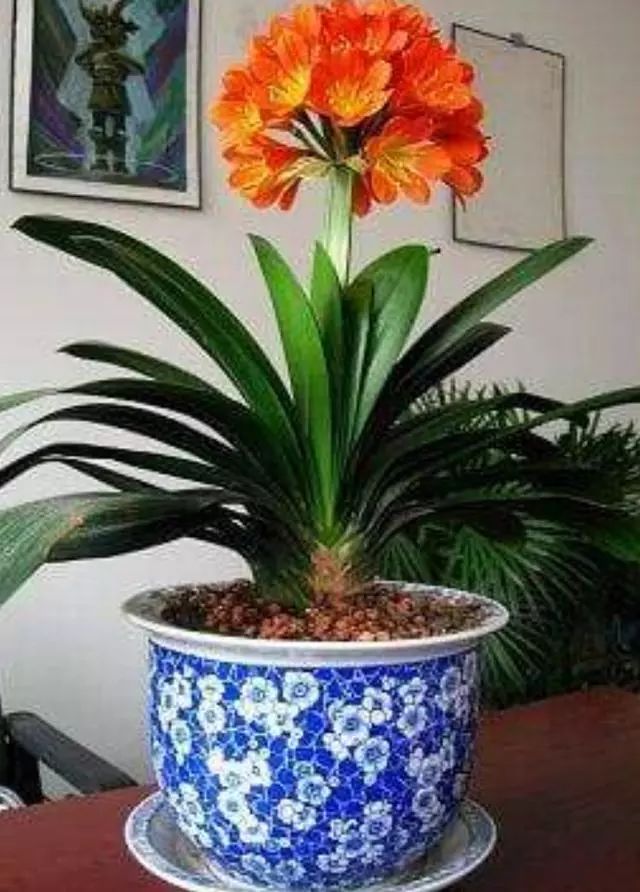 李大姐养君子兰，年年开大花，有吉祥好兆头，原来是她做对5件事