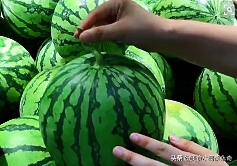 挑选西瓜的五大诀窍,如何挑选西瓜的正确方法