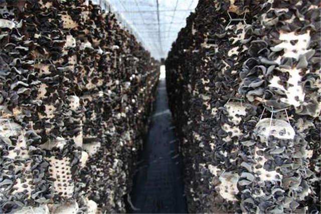 适合鲁北种植的黑木耳高产品种,黑木耳露地栽培技术工艺与管理