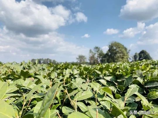 无论市场如何变，蒲江雀舌“早”“优”特质不会变！