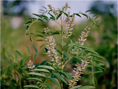 种植药材真能赚大钱，找项目的看过来，这样品种总有一个适合你