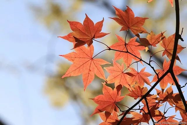 东莞周边11月份赏红叶好去处,东莞观音山看红叶攻略