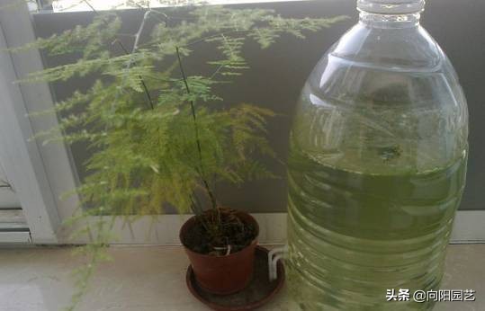 出差自制浇水神器,出外旅游自制浇花神器