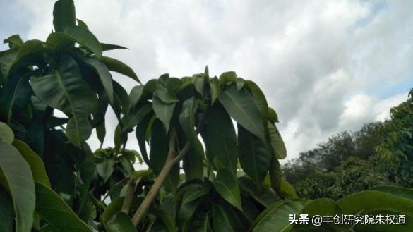 海南芒果催早花技术,芒果催花用噻苯隆配什么药剂