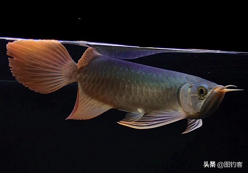 巨骨舌鱼的好奇心有多强,巴西巨骨舌鱼却濒临灭绝为什么