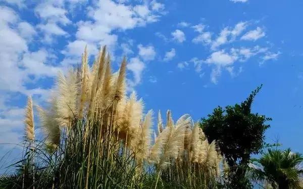 西昌邛海湿地公园旅游线路,西昌邛海湿地属于哪个省