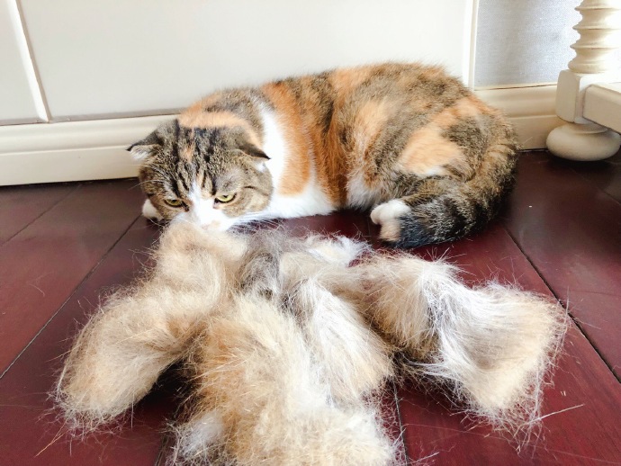 辟谣宠物猫,辟谣猫毛吸入肺里