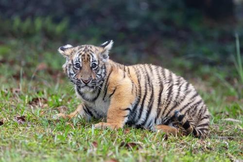 羚羊与华南虎,华南虎和藏羚羊