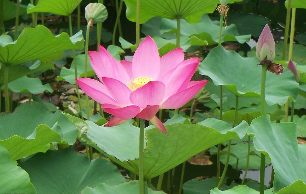 100种常见观叶植物图鉴史上最全,农村常见的100种植物