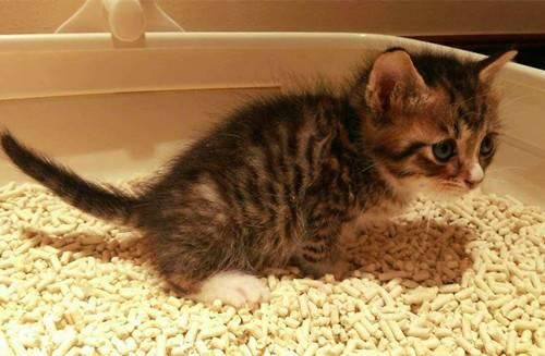 猫咪为什么拉肚子？找对原因就能轻松治愈