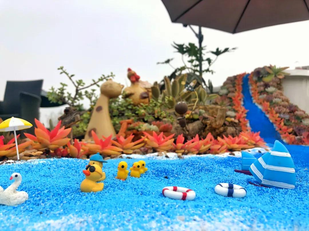 这个年销量上亿株多肉的县城，举办了首届多肉电商节