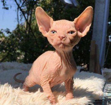 斯芬克斯无毛猫外星猫,斯芬克斯无毛猫咖啡色