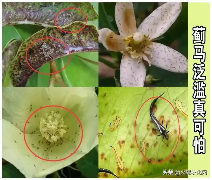 蓟马诱杀器,生物杀蓟马